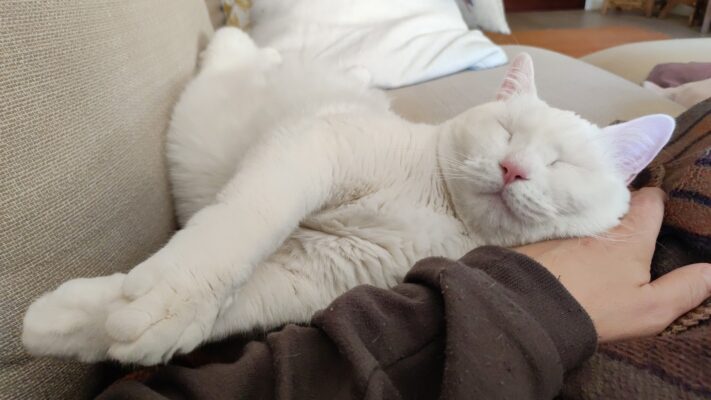 dormire